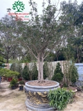 CÂY HOA MỘC HƯƠNG