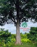 Cây Bằng Lăng
