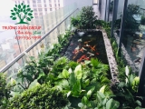 Hồ cá Koi 55