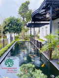 Hồ cá Koi 55