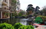 Hồ cá Koi 55