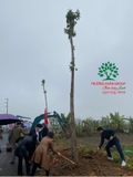 Thi công thực tế 91