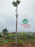 Thi công thực tế 91