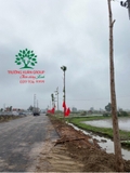 Thi công thực tế 91