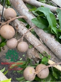 Thi công thực tế 91