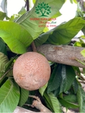 Thi công thực tế 91
