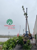 Thi công thực tế 91