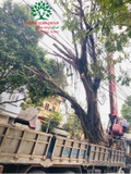 Thi công thực tế 93