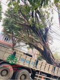 Thi công thực tế 93