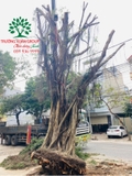 Thi công thực tế 93
