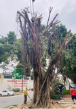 Thi công thực tế 93