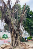 Thi công thực tế 93