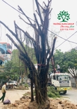 Thi công thực tế 93