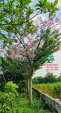 Cây hoa Mỹ Nhân
