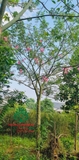 Cây hoa Mỹ Nhân