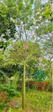 CÂY MỸ NHÂN