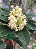 CÂY HOA MỘC HƯƠNG