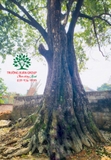 CÂY THỊ