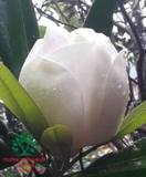 Cây Sen Đất