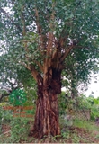 Cây Bồ Đề