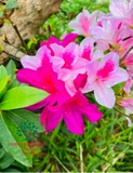 HOA ĐỖ QUYÊN