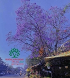 Cây Phượng
