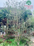 CÂY HOA MỘC HƯƠNG