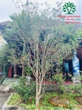 CÂY HOA MỘC HƯƠNG