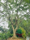 CÂY SUNG