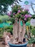 Cây Bằng Lăng