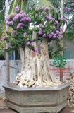 Cây Bằng Lăng