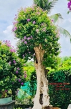 Cây Bằng Lăng
