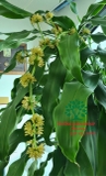 HOA THIẾT MỘC LAN