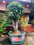 HOA THIẾT MỘC LAN