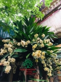 HOA THIẾT MỘC LAN