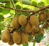 Cây Kiwi