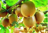 Cây Kiwi