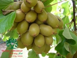 Cây Kiwi