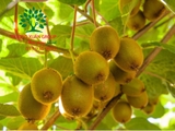 Cây Kiwi