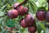 Cây Mận