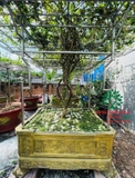 CÂY HOA NHÀI
