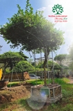 CÂY HOA NHÀI