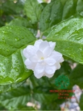 CÂY HOA NHÀI