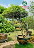 CÂY HOA NHÀI