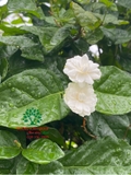 CÂY HOA NHÀI