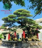 CÂY PHI LAO