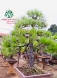 CÂY PHI LAO