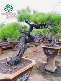 CÂY PHI LAO
