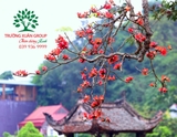 CÂY GẠO