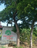 Cây Chay
